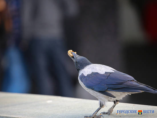 В Волгоградской области проходит акция помощи зимующим птицамптицы