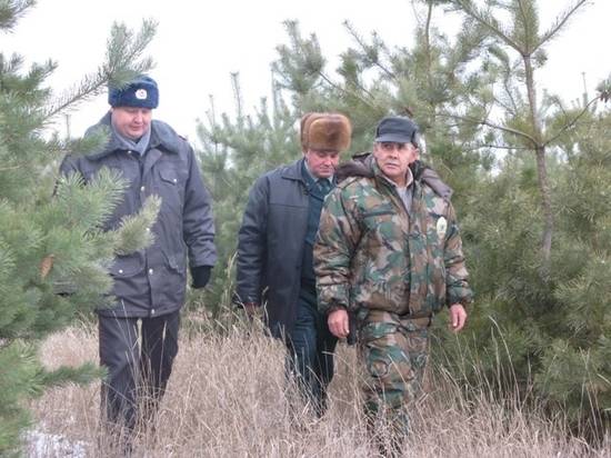В Волгоградской области накануне Нового года взяли елки под особую охрану