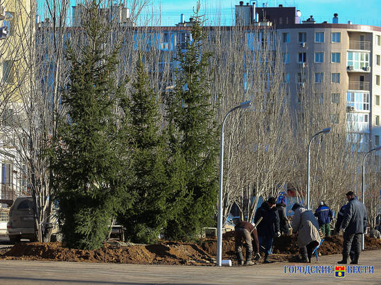 В Волгограде на новом бульваре по улице Хорошева выросли 6-метровые ели