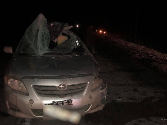 Лось на дороге стал причиной аварии в Волгоградской области