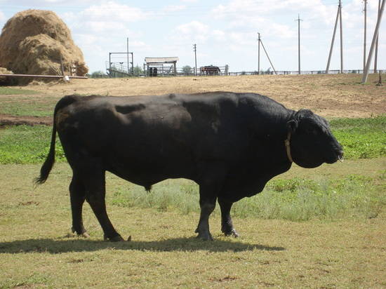 В Волгоградской области растет поголовье уникальной породы коров