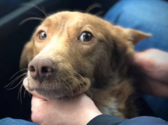 В Волгограде волонтеры спасли собаку, которой живодеры вбили желудок, кишки и селезенку в легкие