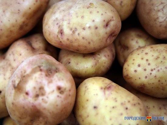 Волгоградские фермеры рассказали, как выращивают картофелькартофель