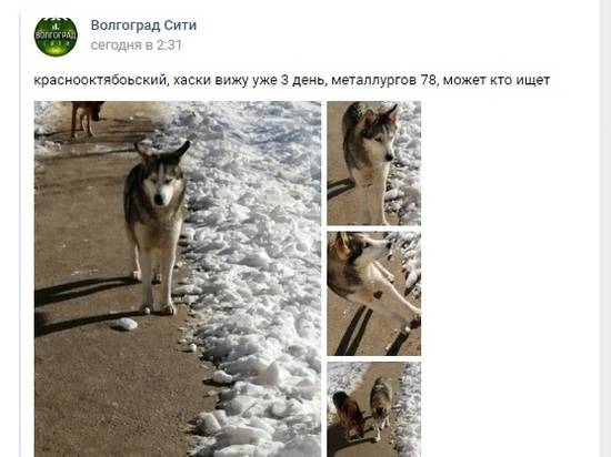 В Волгограде по улицам гуляет одинокая собака хаски