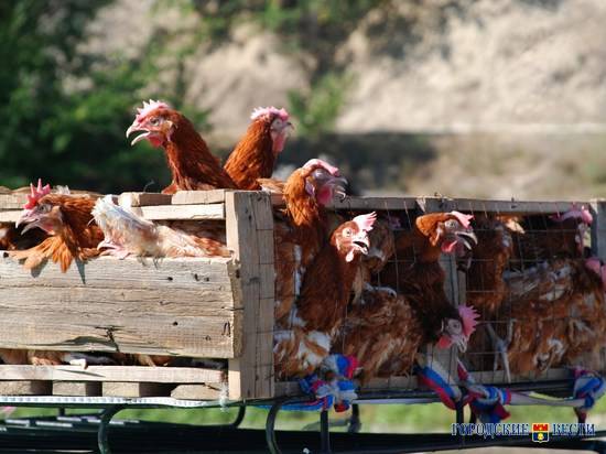 Волгоградский суд оставил под стражей ветврача, бравшего взятки за куриные яйца