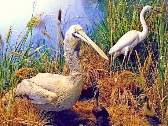 Волгоградский краеведческий музей приглашает школьников поучаствовать в конкурсе открыток с птицами