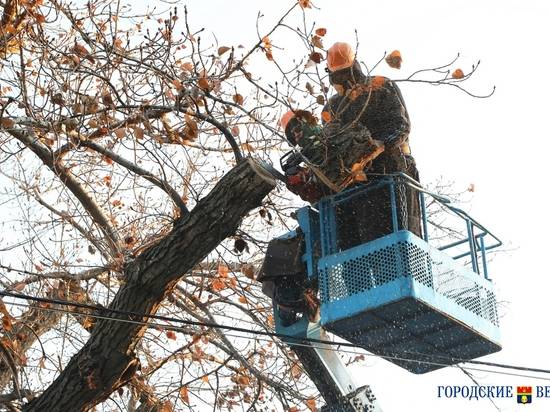 В Волгограде управляющая компания уберёт упавшее на провода дерево