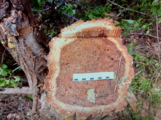 В Волгоградской области мужчина незаконно вырубил целый лес