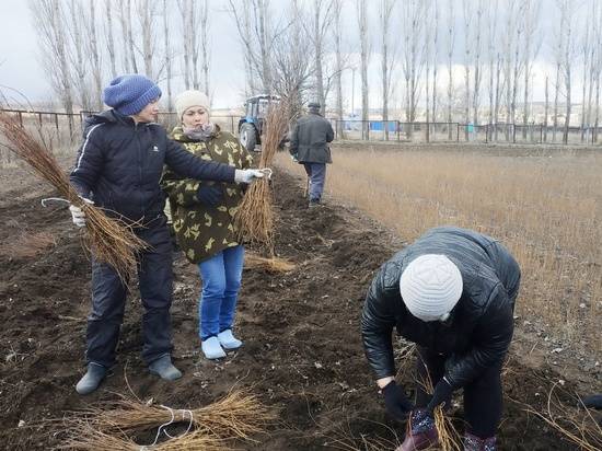 В питомниках природных парков Волгоградской области начались весенние работы