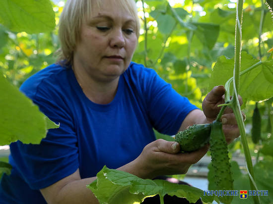 Волгоградская область наращивает объём производства сельхозпродукции