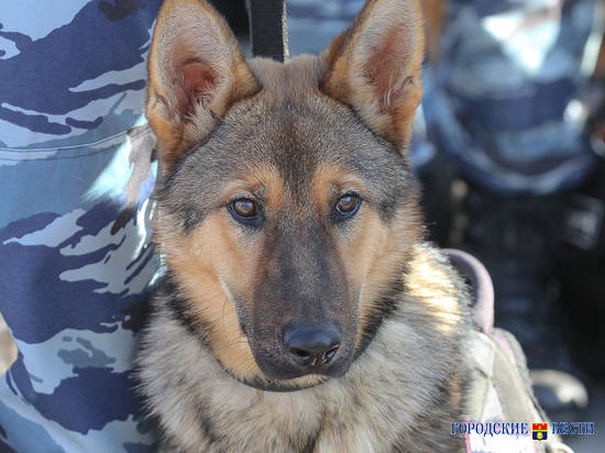 В Волгоградской области нести службу пограничникам помогают собаки