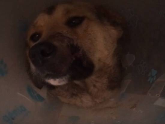 В Волгограде живодёры прострелили добродушной собаке челюсть и оторвали губу