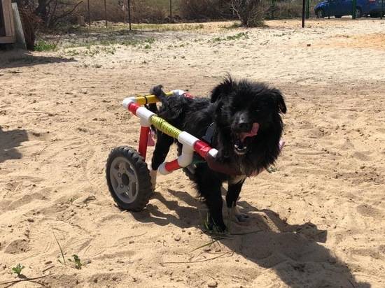 Девушка из Белоруссии подарила волгоградской собаке-инвалиду коляску для передвижений