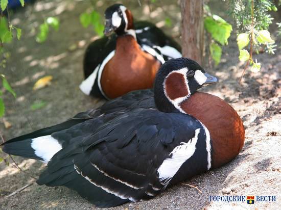 В Волгоградской области специалисты присоединились ко Всемирным дням наблюдений за птицами