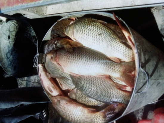 Под Волгоградом полиция изъяла у браконьеров сотни кг рыбы