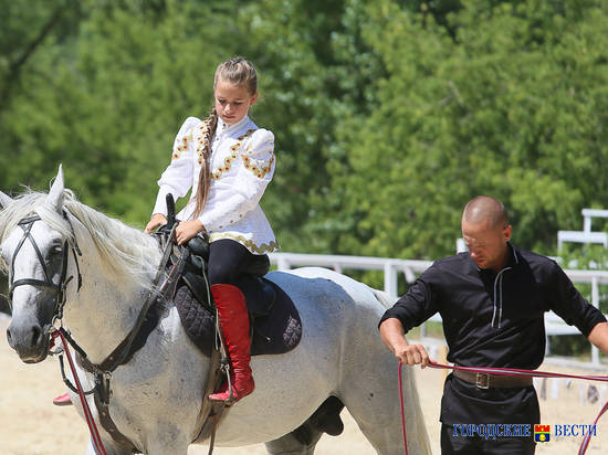 Общественная палата Волгограда готова содействовать устройству лошадей из "Соснового бора"