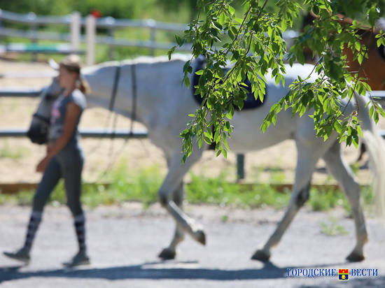 Волгоградские конники готовы приютить лошадей из «Соснового бора»