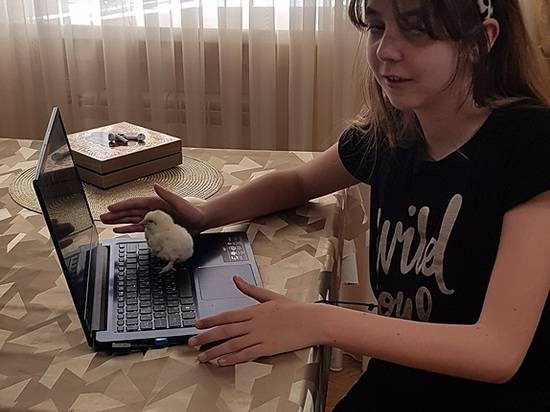Юная волгоградка учит цыплёнка компьютерной грамотности