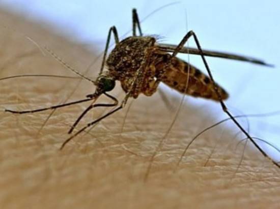 Пять волгоградцев подхватили дирофиляриоз от комаров