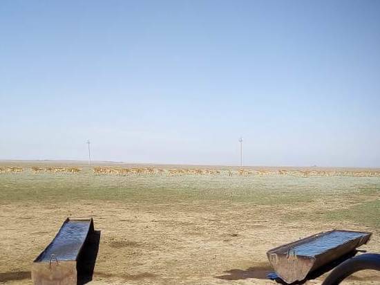 5000 сайгаков пришли в Приэльтонье из Казахстана в поисках воды