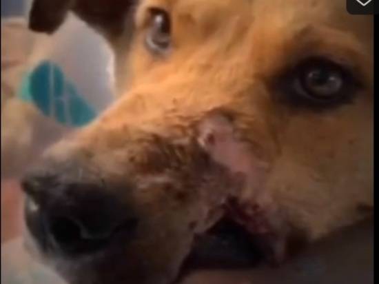 В Волгограде нужна помощь псу с простреленной мордой