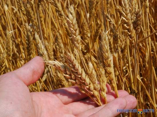 В Волгоградской области собрали более двух миллионов тонн зерна