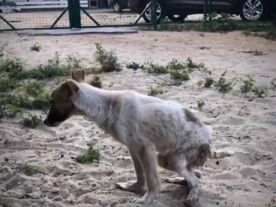 Лапы стерты до костей: в Волгограде волонтеры борются за жизнь выброшенного в поле щенка