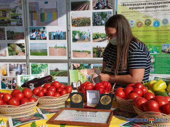 В Волгоградской области открылась выставка-ярмарка, собравшая десятки овощеводов региона