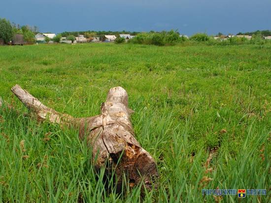 В Волго-Ахтубинской пойме вырубили леса и сняли плодородную почву