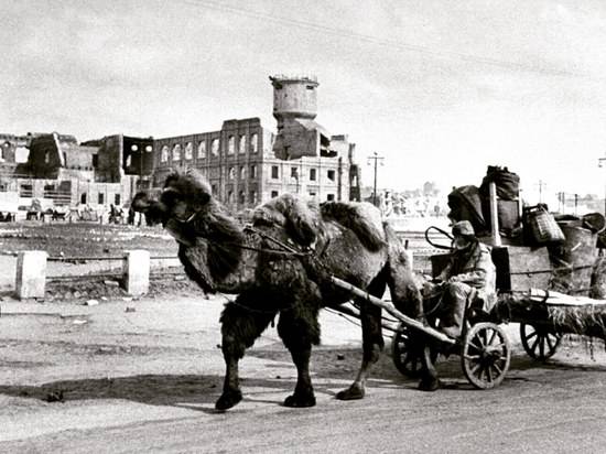 Волгоградец удивил историческим снимком верблюда в послевоенном Сталинграде
