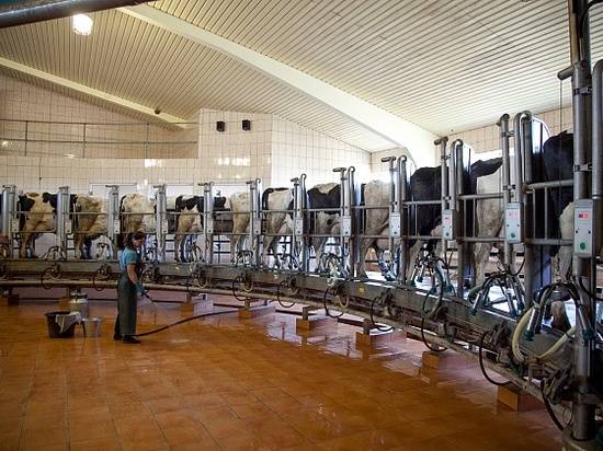 Волгоградские предприятия увеличили экспортные поставки молочной продукции