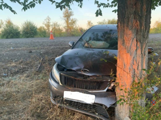 В Волгоградской области водителям дорогу "перебежали" дерево и столб