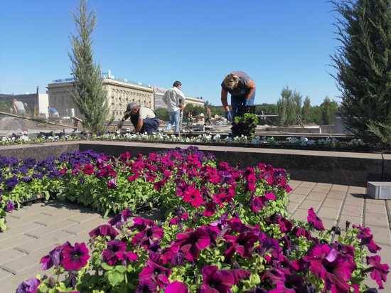 50 новых деревьев: в Волгограде благоустраивают улицу Мира