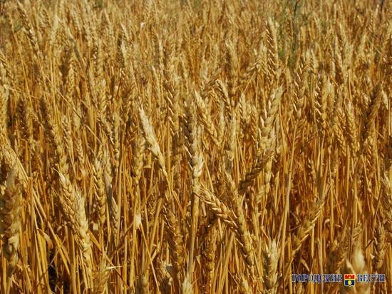 Сев озимых в Волгоградской области приближается к миллиону гектаров