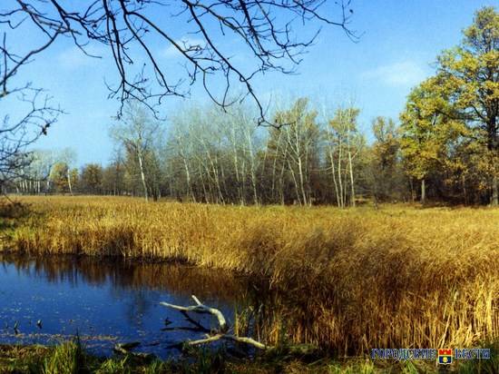 В Волгоградской области продлили запрет на посещение лесов до 18 октября