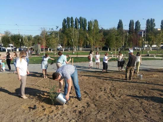 В Волгограде высадят пять тысяч сосен