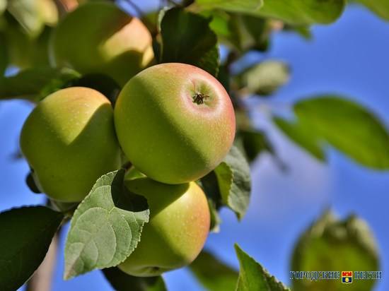 Волгоградские аграрии успешно наращивают производство плодовых культур