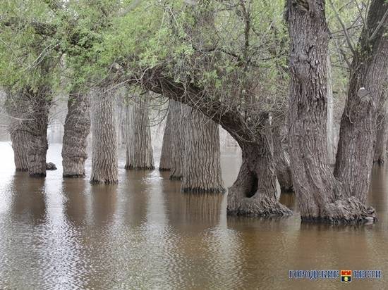 В Волго-Ахтубинской поймы высадили 8 тысяч деревьев