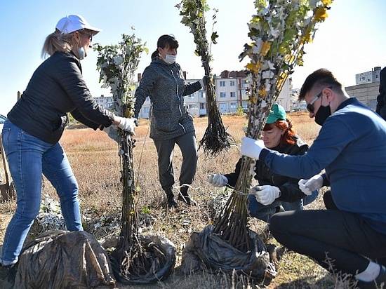 В рамках всероссийской акции «Сохраним лес» в Волгоградской области высаживают деревья