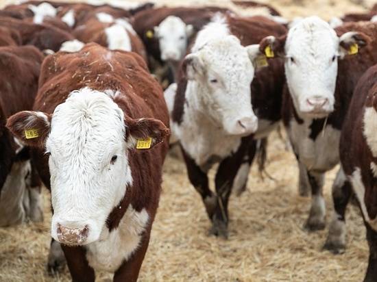 В Волгоградском регионе увеличилось поголовье коров