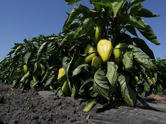 Волгоградские аграрии собрали более полумиллиона тонн овощей