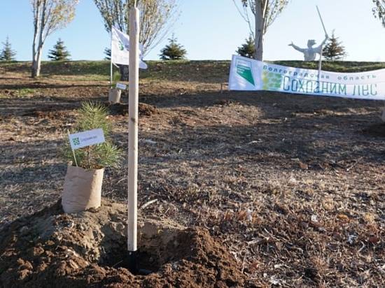 В Волгограде у подножия Мамаева кургана высадили аллею из 50 крымских сосен