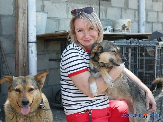 Мэрия Волгограда объявила грантовый конкурс для зоозащитников