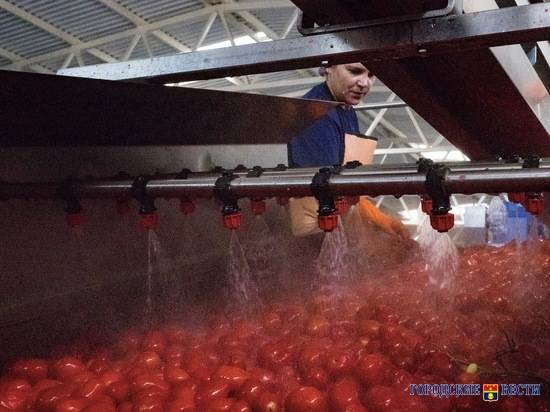 В Волгоградской области завершился помидорный сезон: все овощи собрали