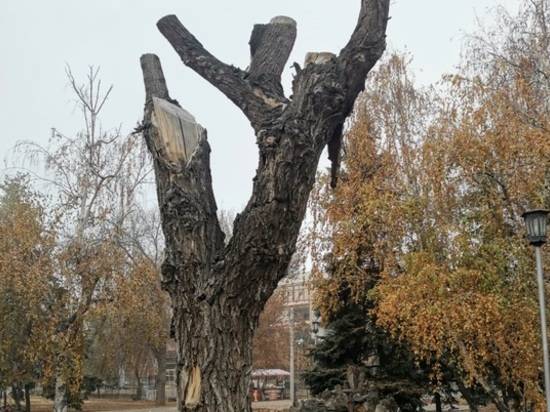 В Комсомольском саду Волгограда старое дерево превратят в арт-объект