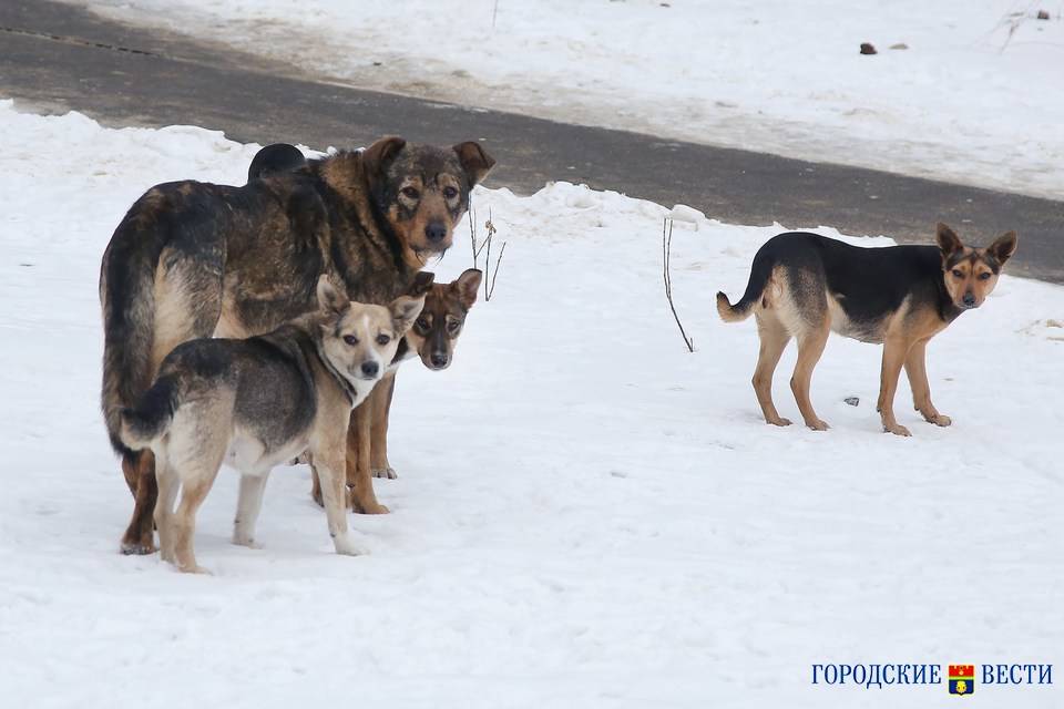 29 тысяч бездомных собак насчитали в Волгоградской области