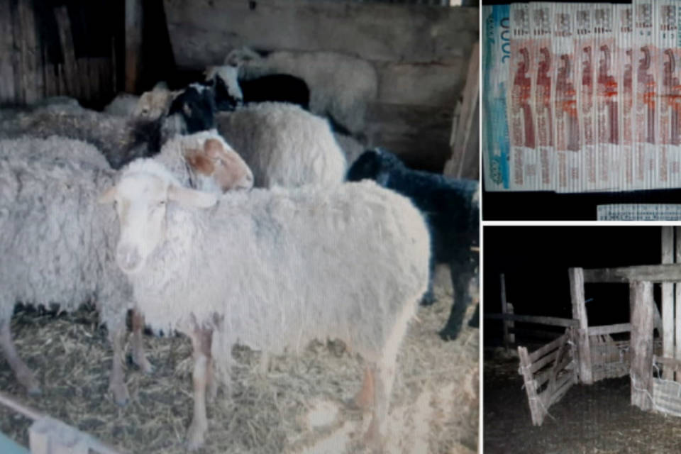 Двое школьников под Волгоградом украли сотню овец