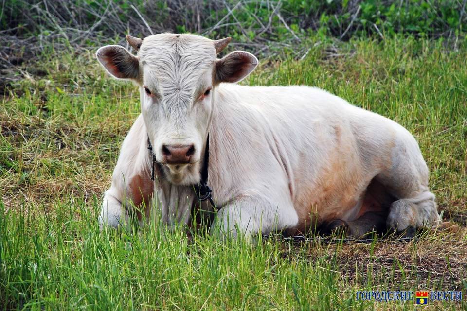 В хуторе Волгоградской области из-за коровы объявили карантин по бешенству