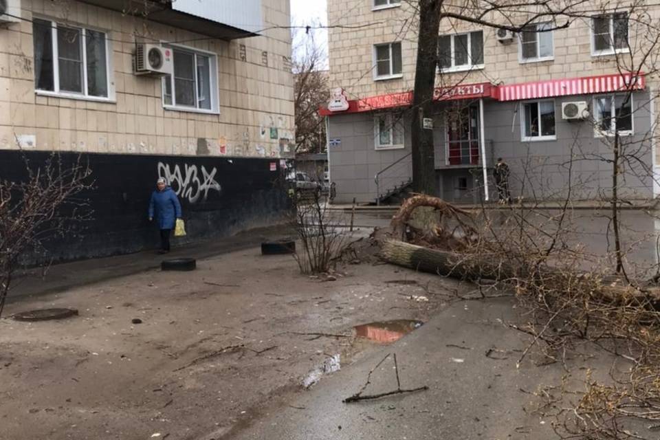 Рухнувшее под сильным ветром дерево убило женщину в Волгограде