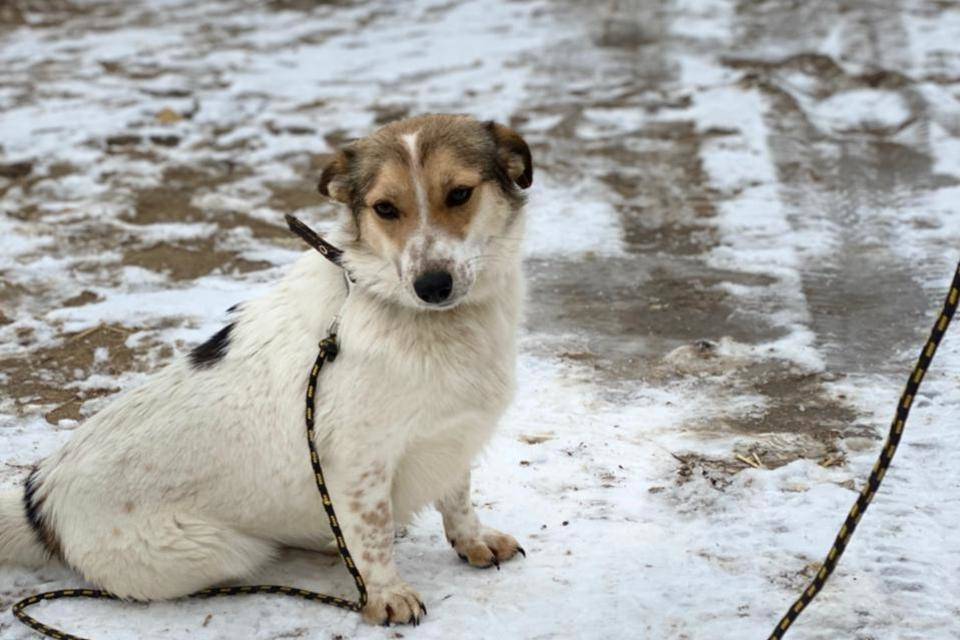 Собаки волгоград в добрые